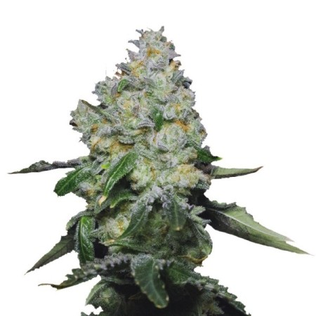 Tropical Cookies - Growerschoice Seeds | Feminized Cannabis Seeds Tropical Cookies - Growerschoice Seeds | Feminized Cannabis Seeds