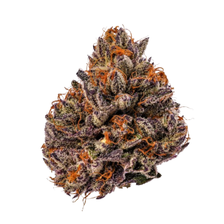 Triploid F1 Tropicana cherry - Growerschoice Seeds | Feminized