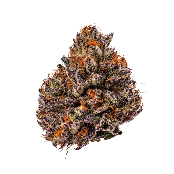 Triploid F1 Tropicana cherry - Growerschoice Seeds | Feminized