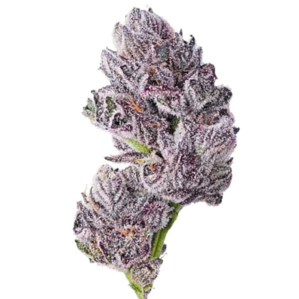 Triploid F1 Iced sangria - Growerschoice Seeds | Feminized
