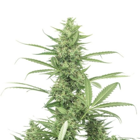 The Real Amnesia - Growerschoice Seeds | Feminized