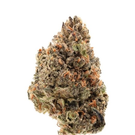 Tangie Punch - Growerschoice Seeds | Feminized Cannabis Seeds