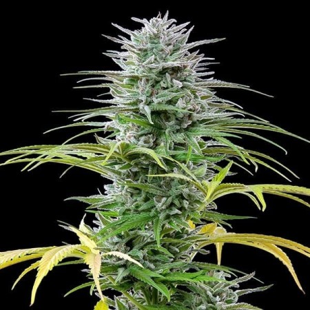 Speedy Chile - Fast Flowering | Royal Queen Seeds | Feminized