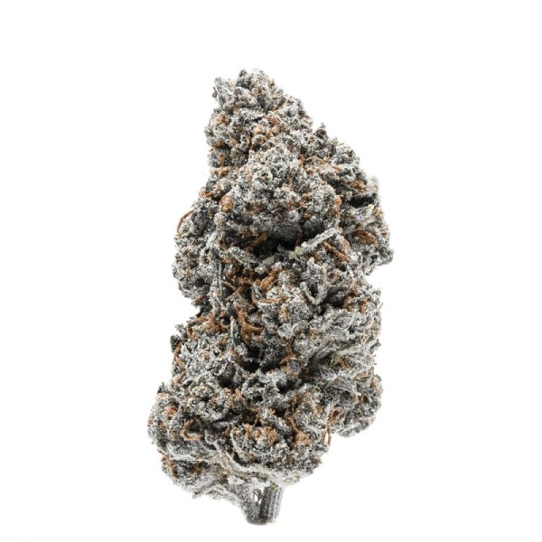 Tangerine Sherbet - Growerschoice Seeds | Feminized