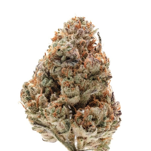 Silvergrape Sherbet - Growerschoice Seeds | Feminized