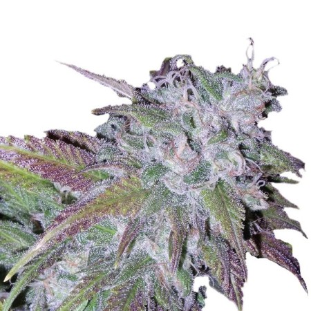 Silvergrape Sherbet - Growerschoice Seeds | Feminized