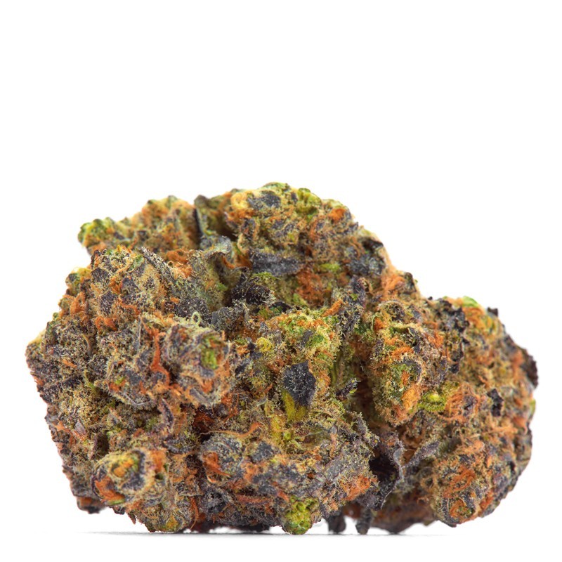 San Fernando Valley x The Purps - Growerschoice Seeds | Feminized San Fernando Valley x The Purps - Growerschoice Seeds | Feminized