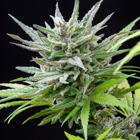Speedy Chile - Fast Flowering | Royal Queen Seeds | Feminized