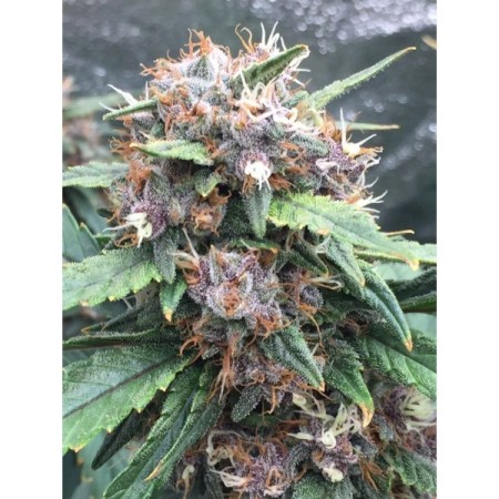 Red Banana Berry - Growerschoice Seeds | Feminized Cannabis Seeds Red Banana Berry - Growerschoice Seeds | Feminized Cannabis Seeds