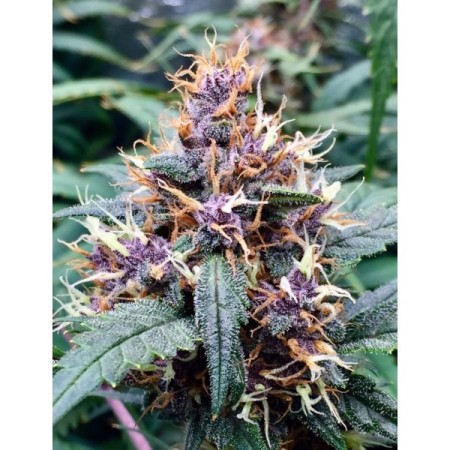 Red Banana Berry - Growerschoice Seeds | Feminized Cannabis Seeds Red Banana Berry - Growerschoice Seeds | Feminized Cannabis Seeds