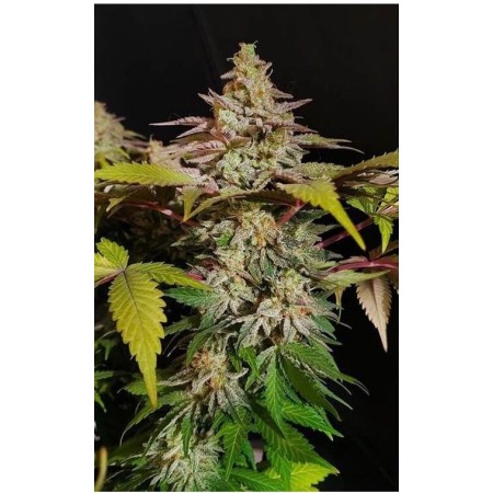 Rainbow Candy - Growerschoice Seeds | Feminized Cannabis Seeds Rainbow Candy - Growerschoice Seeds | Feminized Cannabis Seeds