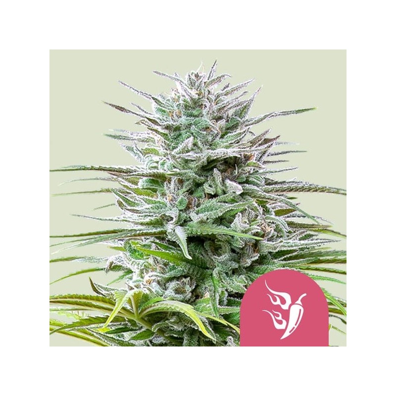 Speedy Chile - Fast Flowering | Royal Queen Seeds | Feminized