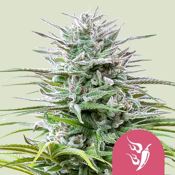 Speedy Chile - Fast Flowering | Royal Queen Seeds | Feminized