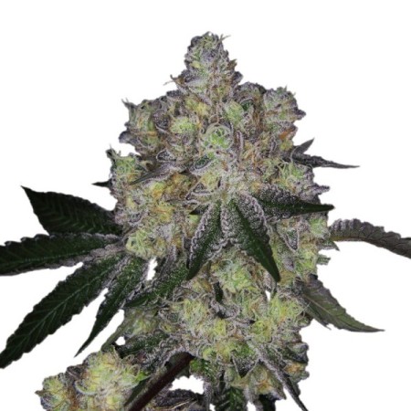 Purple Dosi Punch - Growerschoice Seeds | Feminized