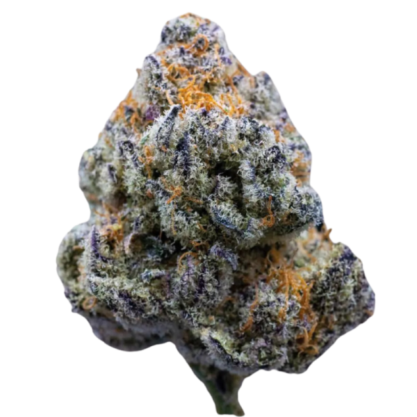 Platinum Mimosa Cookies Fast Version - Growerschoice Seeds | Feminized