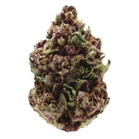 Pink Magic fast version - Growerschoice Seeds | Feminized