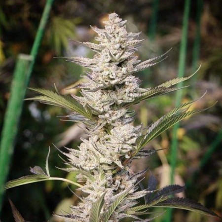 Original Oreoz - Growerschoice Seeds | Feminized Cannabis Seeds Original Oreoz - Growerschoice Seeds | Feminized Cannabis Seeds
