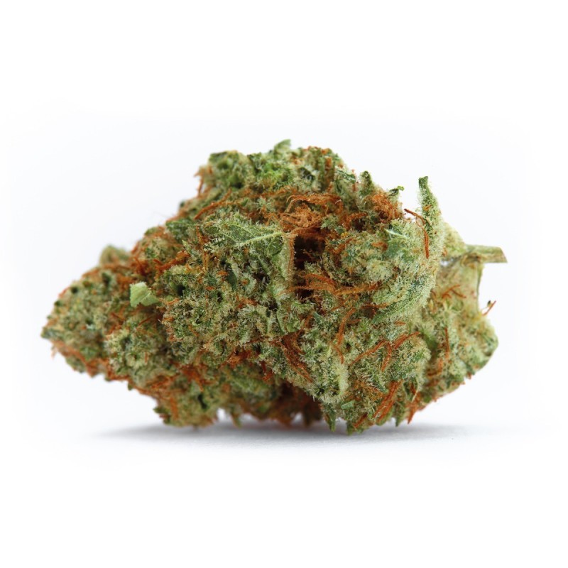 Naranja Biscotti fast version - Growerschoice Seeds | Feminized Naranja Biscotti fast version - Growerschoice Seeds | Feminized