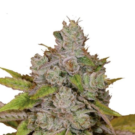 Monkey Glue - Growerschoice Seeds | Feminized Cannabis Seeds Monkey Glue - Growerschoice Seeds | Feminized Cannabis Seeds