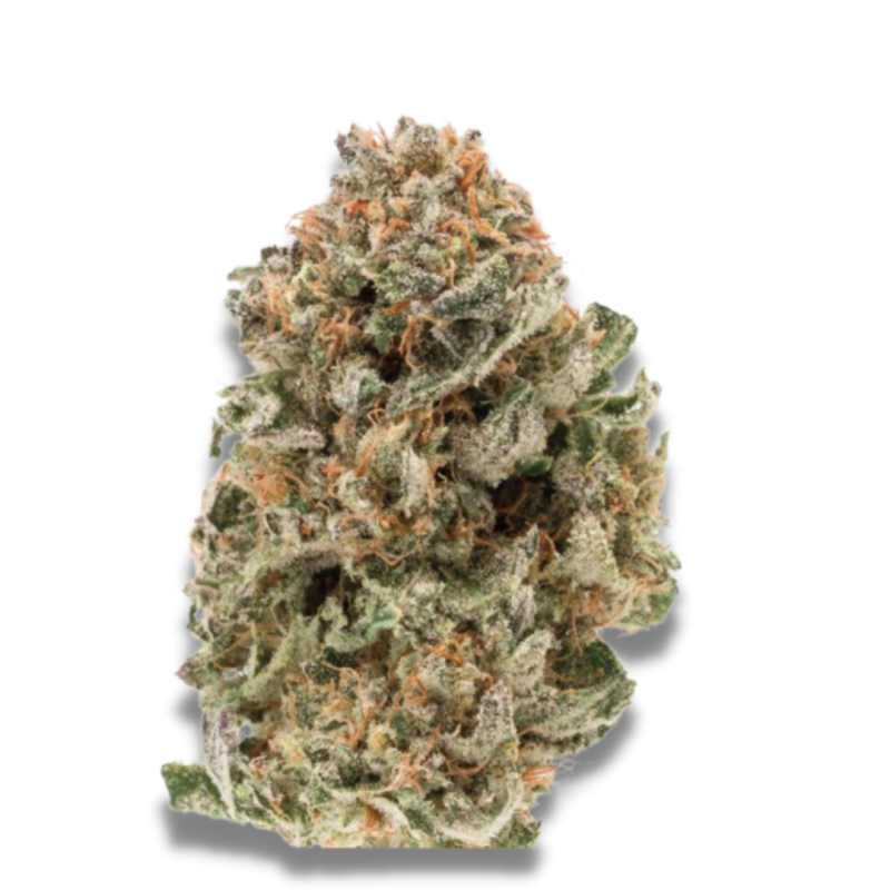 Mighty Amstel Freezeland MAF  - Growerschoice  | Feminized Mighty Amstel Freezeland MAF  - Growerschoice  | Feminized