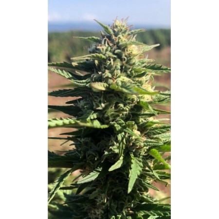 Mighty Amstel Freezeland MAF  - Growerschoice  | Feminized Mighty Amstel Freezeland MAF  - Growerschoice  | Feminized
