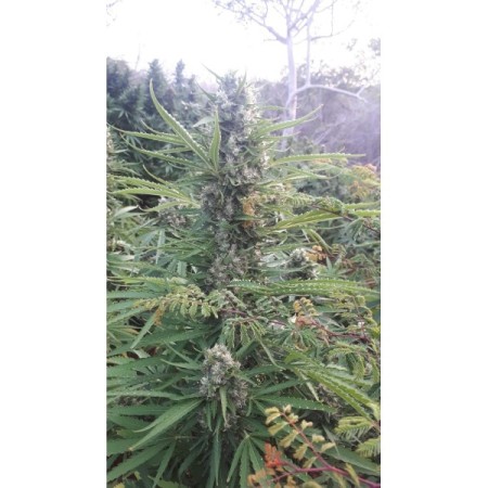 Mighty Amstel Freezeland MAF  - Growerschoice  | Feminized Mighty Amstel Freezeland MAF  - Growerschoice  | Feminized