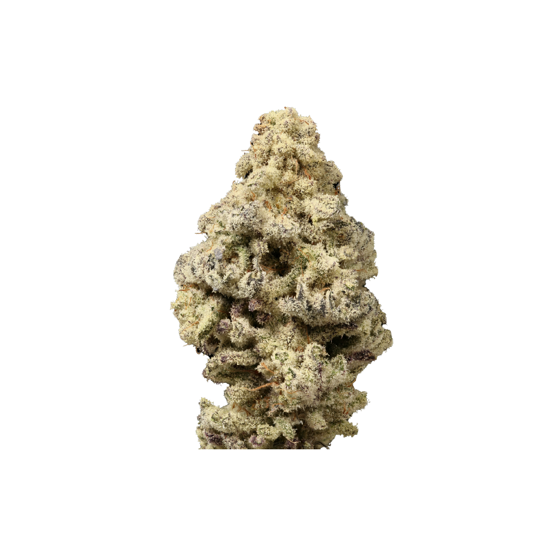 Mac n Cheese Limited Edition - Growerschoice Seeds | Feminized Mac n Cheese Limited Edition - Growerschoice Seeds | Feminized
