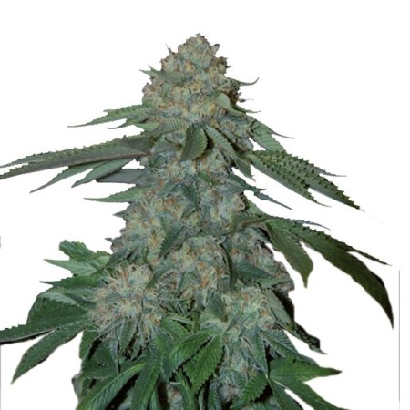 KO Kush - Growerschoice Seeds | Feminized Cannabis Seeds KO Kush - Growerschoice Seeds | Feminized Cannabis Seeds