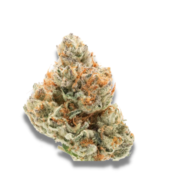 Chocolate Sherbet - Growerschoice Seeds | Feminized