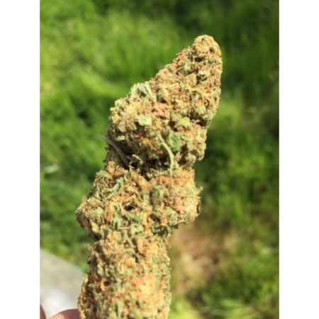 Chocolate Sherbet - Growerschoice Seeds | Feminized Chocolate Sherbet - Growerschoice Seeds | Feminized