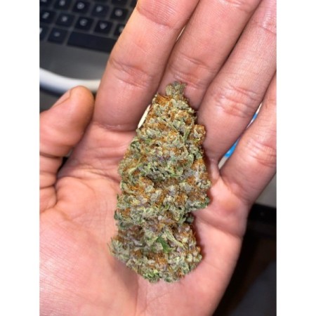 Chocolate Sherbet - Growerschoice Seeds | Feminized Chocolate Sherbet - Growerschoice Seeds | Feminized