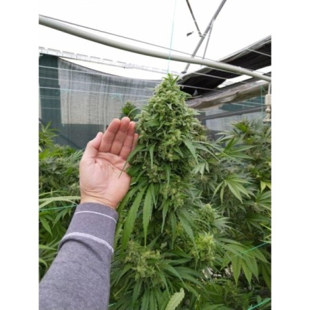 Cherry Mac Muffin - Growerschoice Seeds | Feminized Cherry Mac Muffin - Growerschoice Seeds | Feminized