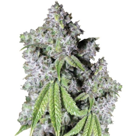 Charlotte's Dream CBD - Growerschoice Seeds | Feminized Charlotte's Dream CBD - Growerschoice Seeds | Feminized