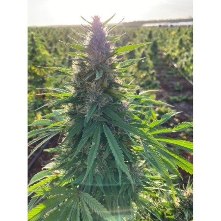 Charlotte's Dream CBD - Growerschoice Seeds | Feminized Charlotte's Dream CBD - Growerschoice Seeds | Feminized