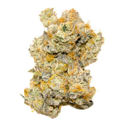 White truffle - Growerschoice Seeds | Autoflowering