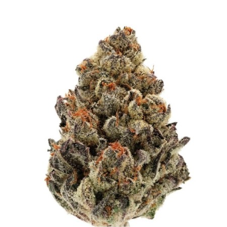 Bruce Banner - Growerschoice Seeds | Autoflowering Cannabis Seeds