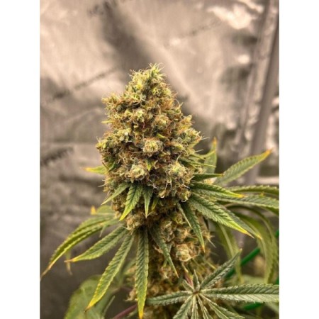 Cherry Zoap - Growerschoice Seeds | Autoflowering Cannabis Seeds Cherry Zoap - Growerschoice Seeds | Autoflowering Cannabis Seeds