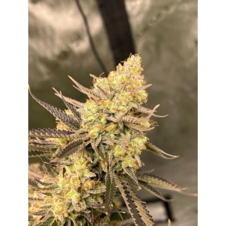 Cherry Zoap - Growerschoice Seeds | Autoflowering Cannabis Seeds Cherry Zoap - Growerschoice Seeds | Autoflowering Cannabis Seeds