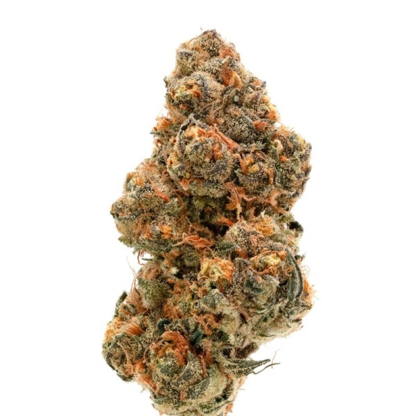 Double xl Weddingcake x Frosty Gelato - Growerschoice Seeds | Autoflowering