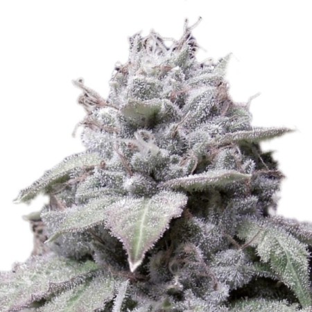 Gorilla Cookies - Growerschoice Seeds | Autoflowering Gorilla Cookies - Growerschoice Seeds | Autoflowering