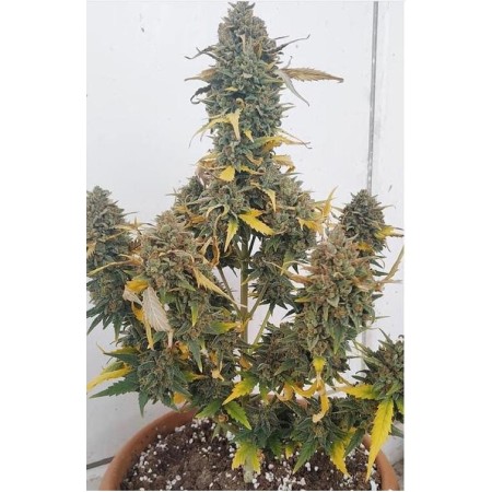 Grapefruit x Bubblegum - Growerschoice Seeds | Autoflowering