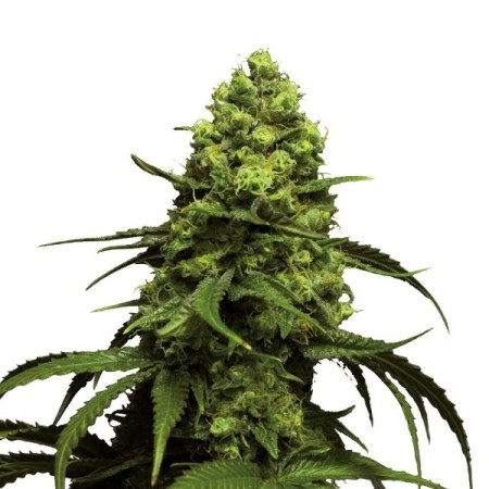 Monsterbud - Growerschoice Seeds | Autoflowering Cannabis Seeds