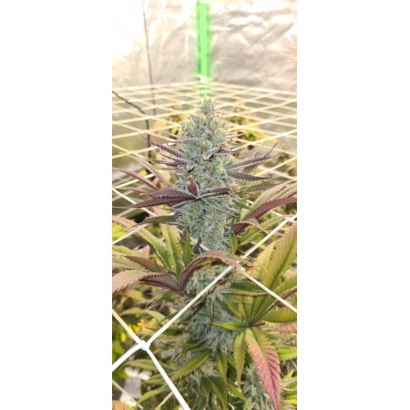 Platinum Mimosa Cookies Double XL - Growerschoice  | Autoflowering Platinum Mimosa Cookies Double XL - Growerschoice  | Autoflowering