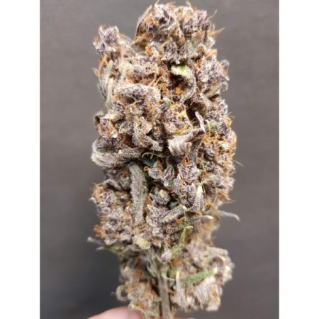 Rainbow Candy - Growerschoice Seeds | Autoflowering Cannabis Seeds Rainbow Candy - Growerschoice Seeds | Autoflowering Cannabis Seeds