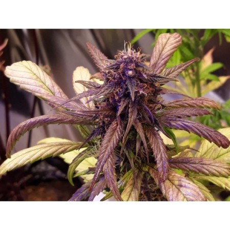 Red Jack - Growerschoice Seeds | Autoflowering Cannabis Seeds