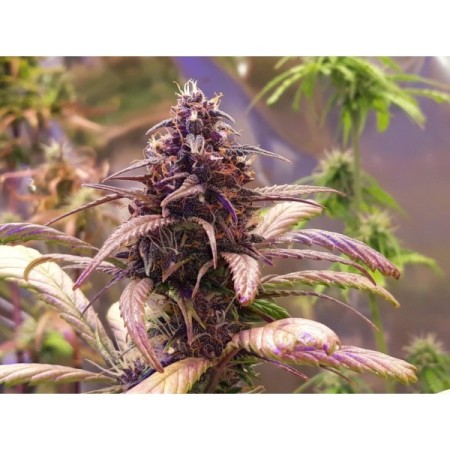 Red Jack - Growerschoice Seeds | Autoflowering Cannabis Seeds