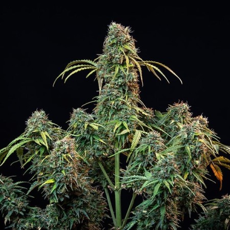 Royal CBDV Automatic - Royal Queen Seeds | CBD Cannabis Seeds Royal CBDV Automatic - Royal Queen Seeds | CBD Cannabis Seeds