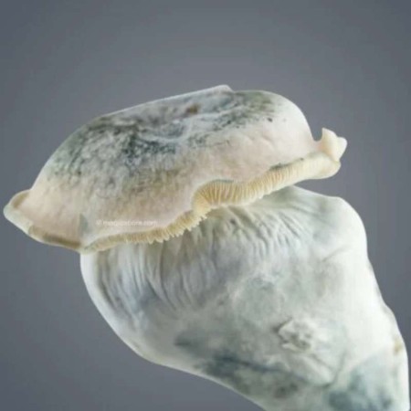 Buy Melmac 116 Magic Mushroom Grow Kit (1200 cc) Online – Royale Flush