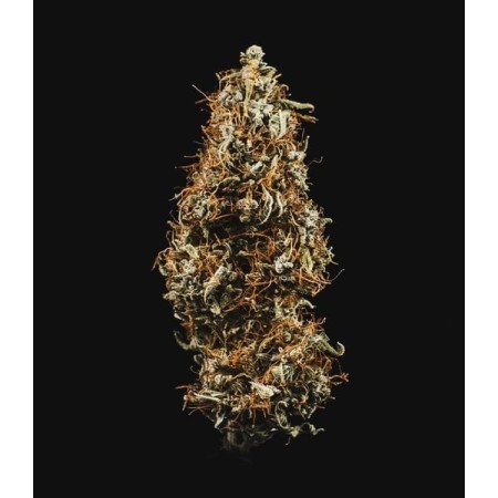 HulkBerry - Royal Queen Seeds | Autoflowering Cannabis Seeds