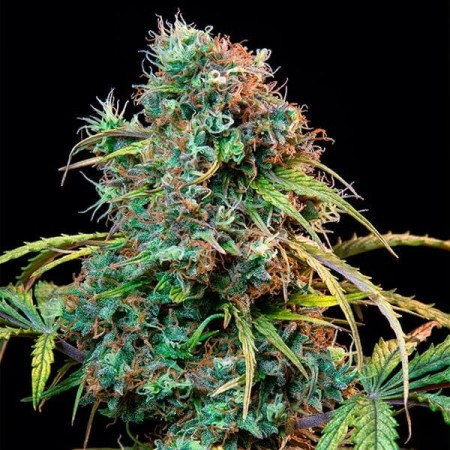 Royal CBDV Automatic - Royal Queen Seeds | CBD Cannabis Seeds Royal CBDV Automatic - Royal Queen Seeds | CBD Cannabis Seeds